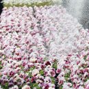 백양산 양묘장 이미지