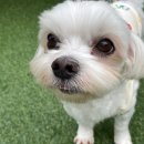 멍꿀잠 | 예민한 우리 아이가 꿀잠 자는 곳, &#39;멍테소리&#39; 4년 찐 후기