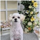 우리동네펫샵 이미지