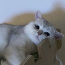 짝꿍댕이 이미지