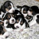 건강한 강아지 이미지