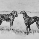 깐쵸네 애견서비스 이미지