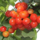 대양농장 이미지