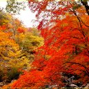 새은약국 Daum카페