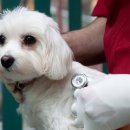 온유동물병원 이미지