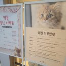 5148 | 시흥 고양이카페 부타캣 시흥점 후기｜개냥이 천국 이색데이트 추천