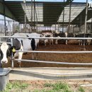 정우축사 이미지