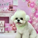 단추펫살롱 이미지