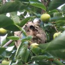 단감농장 이미지