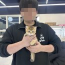 인천강아지분양 테디럽 이미지