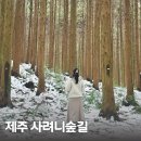남조로 사려니숲길입구 | 제주 겨울 사려니숲길 입장료 주차 주소 방문 후기