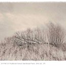 픽처레스크(picturesque)