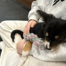 독특 | [신림] 애견카페 독특하개 후기