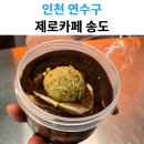 제로카페 | 송도 제로카페 후기｜두쫀쿠 솔직 리뷰