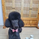 크라운독 이미지