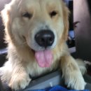 스마일댕댕 이미지