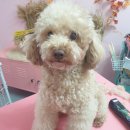 DOG LOVE WITH 란 이미지