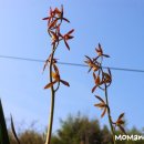 꽃보다 보세 이미지