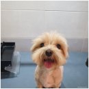 싹독싹독 | 서정동강아지미용 [싹독싹독] 말티 미용컷 후기 !우리 강아지를 더욱 아름답게 만들어주는 곳이에요.