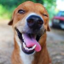 행복한강아지 이미지