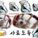 개 키우는 언니 Daum카페