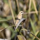 호곡리의 스윈호오목눈이(Chinese Penduline-tit) 이미지