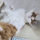 심약국 | [고양이 심장사상충 약]_심피드 캣 후기