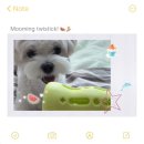 11545-05-06-18 | 강아지 노즈워크 추천템 | 무밍이가 먹어본 ‘무밍트위스틱&amp;츄’ 솔직후기