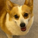 (주)링크드 | 마케팅 이직, 링크드인 프리미엄 1개월 무료 체험 사용 후기