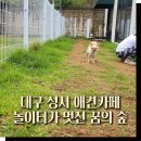 멋진강아지 | 대구 성서 애견카페 강아지 운동장이 멋진 꿈의숲