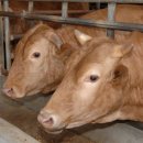 경주건천한우 이미지