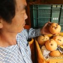 흑석농장 이미지