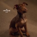 A dog's (어독스) | 영화 더 웨이 홈 (A dog&#39;s way home) 후기, 리뷰, 명대사, 줄거리, 결말, 감상평, 평점, 쿠키영상X...