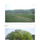 인안1리 Daum카페