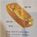 은나라 | 상류층의 상징 청동