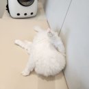 돌담동물의료센터 이미지