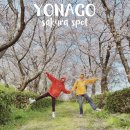 지에스25 개화행복점 | 3월 4월 일본 벚꽃 여행지 추천 요나고 벚꽃 명소 개화시기