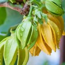 일랑일랑 이미지