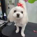 와와미용실 - 전주시 덕진구 우아8길 2 | 와와미용실