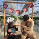 정정농장 | [평택]새콤달콤 딸기따러가요ㅣ평택가치있는 농장 재방문후기