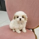 강아지분양 애견분양 꽃강아지 광진점 이미지