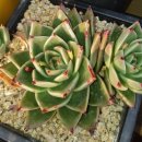 샐리가든 이미지