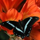 나비정보시스템 이미지