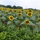 해바라기농장 이미지