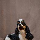 코코 펫 미용 이미지