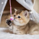 천안고양이 분양 냥블리 이미지