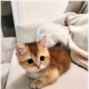 강남고양이분양 스타돌스 | 강남고양이분양 스타돌스, 고양이와의 첫 만남에서 느낀 점들:)