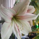 그린레코드 이미지