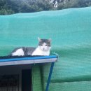 내친구고양이 이미지