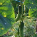 보람농장 이미지